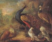 Marmaduke Cradock Peacock and Partridge USA oil painting artist